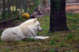 Lueneburg1107BineG_Nanuk-03