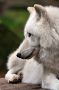 Lueneburg1107BineG_Nanuk-06