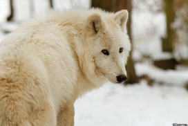 Kati_Luneburg1303_Nanuk-06