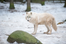 Lueneburg1701BineG_Nanuk-01