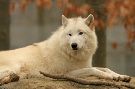 Polar Wolves