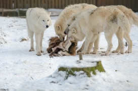 Springe1401BineG_PolarAll-02