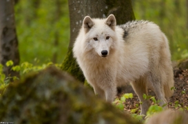 Wolfspark Kasselburg
