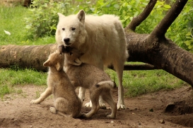 ZooBerlin1406LinaT_Pelle-06