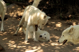 ZooBerlin1408LinaT_all-11