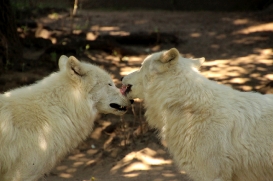 Zoo Berlin