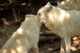 ZooBerlin1408LinaT_all-23