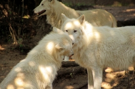 ZooBerlin1408LinaT_all-24