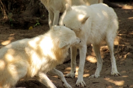 ZooBerlin1408LinaT_all-26