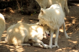 ZooBerlin1408LinaT_all-30