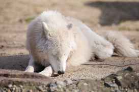 Zoo Berlin