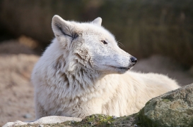 Zoo Berlin