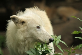 Wolf_Duis1308-03