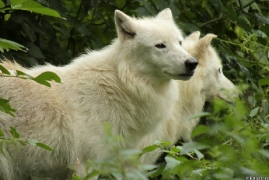 Wolf_Duis1308-05