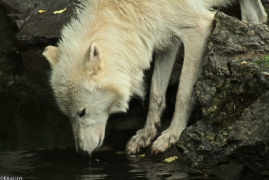 Wolf_Duis1308-07
