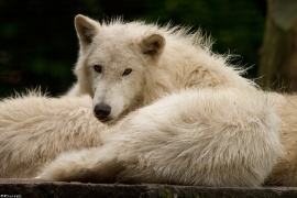 Wolf_Duis1406-Adult-01