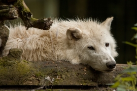 Wolf_Duis1406-Adult-02