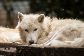 Wolf_Duis1406-Adult-05