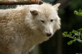 Wolf_Duis1406-Adult-06
