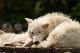 Wolf_Duis1406-Adult-08