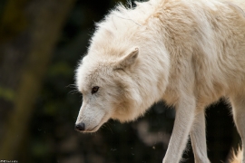 Wolf_Duis1406-Adult-09