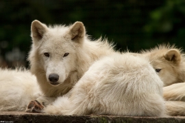 Wolf_Duis1406-Adult-10