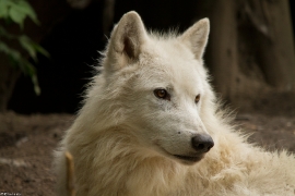 Wolf_Duis1406-Adult-11