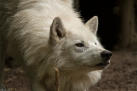 Wolf_Duis1406-Adult-12