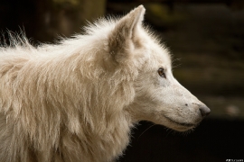 Wolf_Duis1406-Adult-13