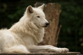 Wolf_Duis1406-Adult-14