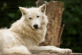 Wolf_Duis1406-Adult-15