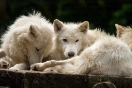 Wolf_Duis1406-All-01