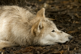 Wolf_Duis1406-Young-02