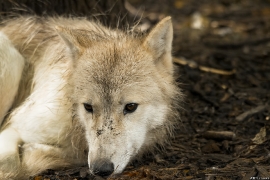 Wolf_Duis1406-Young-03