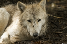 Wolf_Duis1406-Young-04