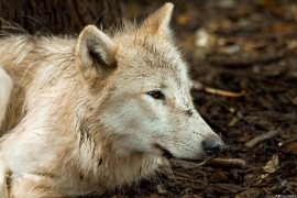 Wolf_Duis1406-Young-05