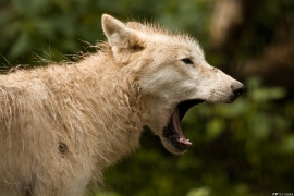 Wolf_Duis1406-Young-06
