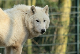 Kati_Wuppertal1203_Dreamer-03