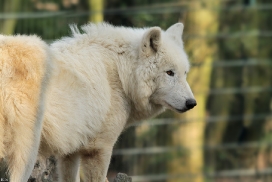 Kati_Wuppertal1203_Dreamer-04