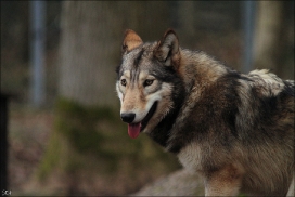 Pup10m11SpringeKati_Akel-04