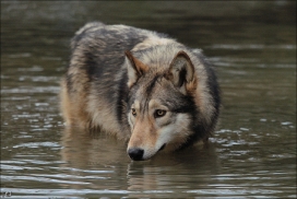 Pup10m11SpringeKati_Akel-07