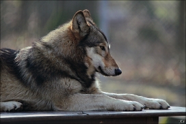 Pup10m11SpringeKati_Akel-09