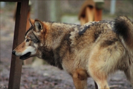 Pup10m11SpringeKati_Nan-02