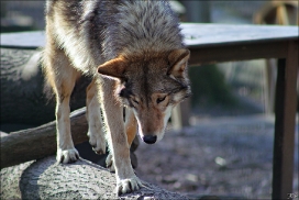 Pup10m11SpringeKati_Nan-04