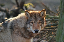 Pup10m11SpringeKati_Nan-07
