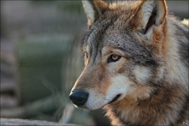 Pup10m11SpringeKati_Nan-08
