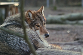 Pup10m11SpringeKati_Nan-10