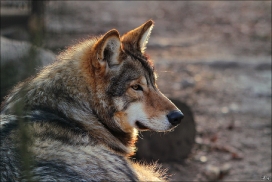 Pup10m11SpringeKati_Nan-11