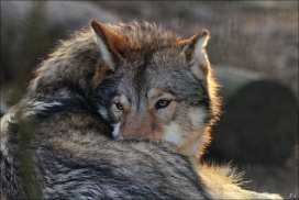 Pup10m11SpringeKati_Nan-12