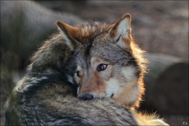 Pup10m11SpringeKati_Nan-13